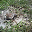 Gopher Tortoise