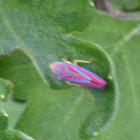 Red-banded Leafhopper