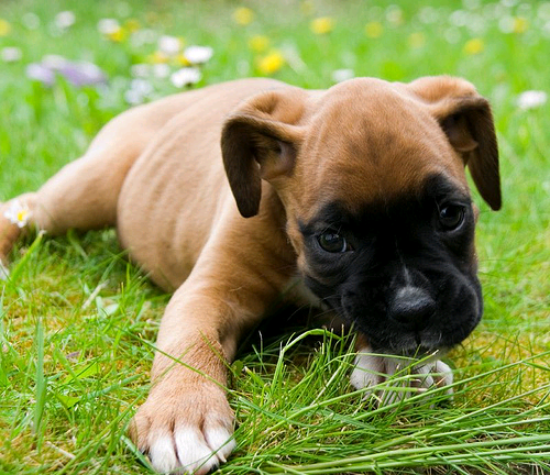 無料个人化AppのCute Puppy Pictures|記事Game