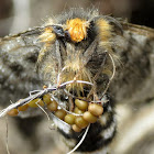 Moth (laying eggs)