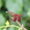 Russet Percher Dragonfly (?)