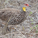 Yellow-necked Spurfowl