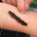 Yellow-spotted Millipede