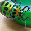 Jewel shield bug