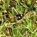 Danaid Eggfly (male)