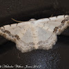 Middle Lace Border Moth