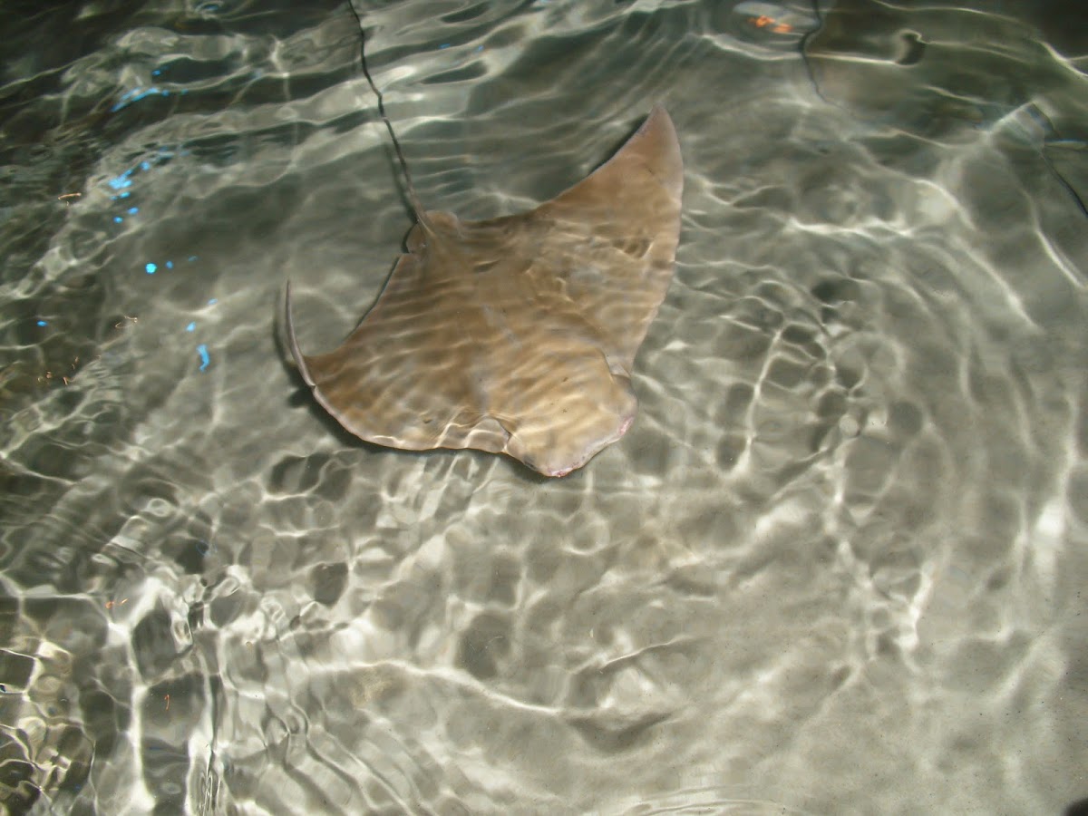 Cownose ray