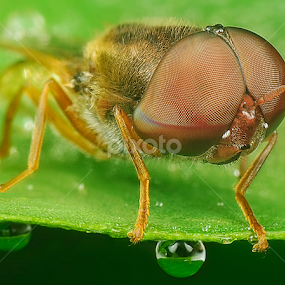 Little big head by SweeMing YOUNG - Animals Insects & Spiders