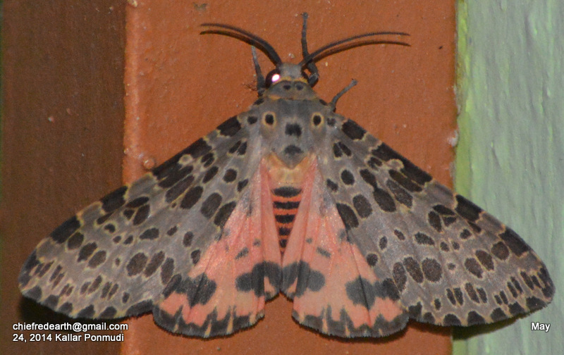 olepa moth