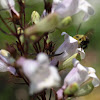 Bumblebee pollinating Penstemon