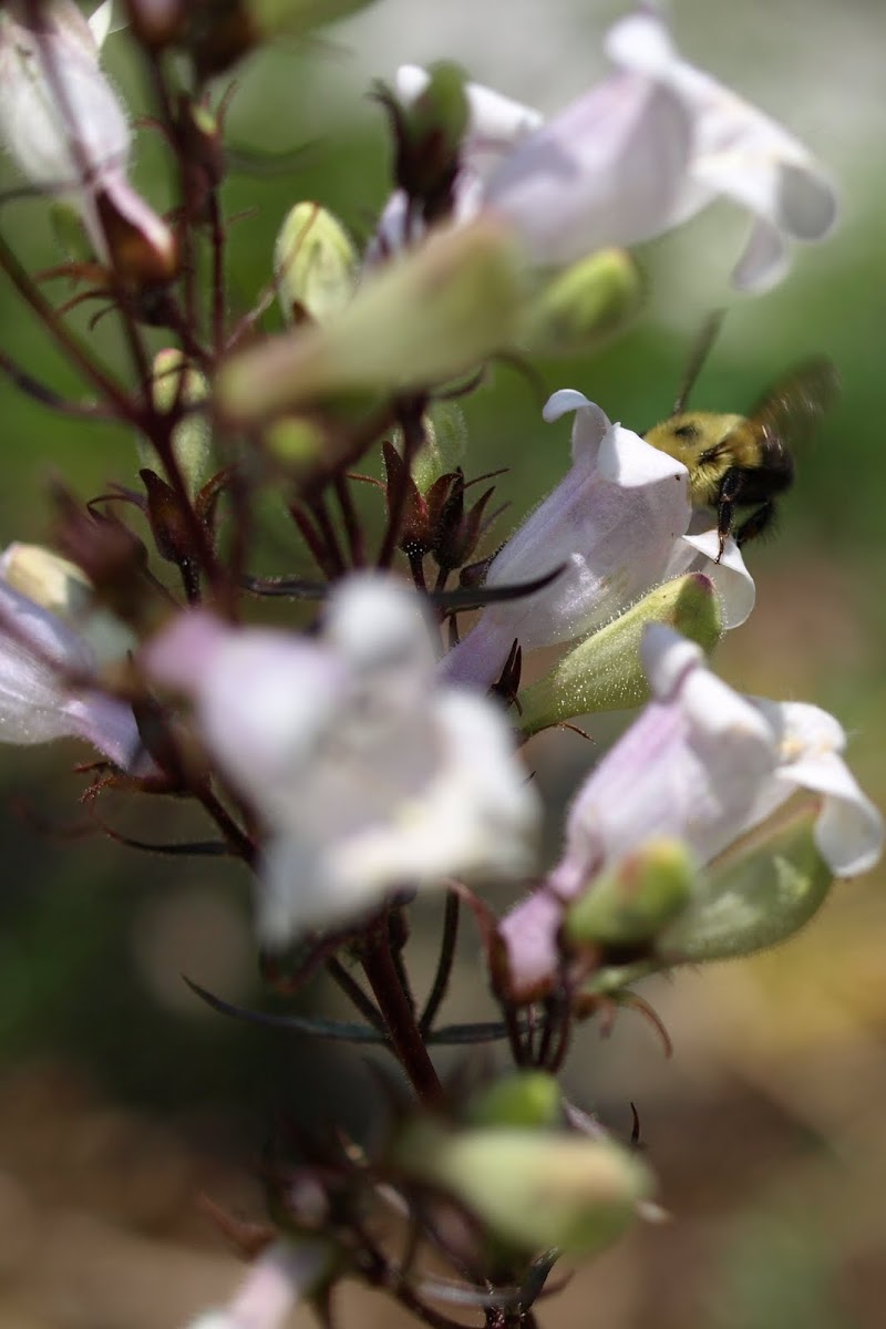 Bumblebee pollinating Penstemon