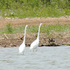 Great Egret (pair)