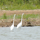 Great Egret (pair)