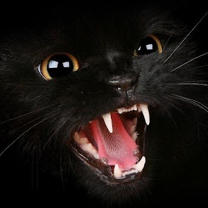 Cat Puzzles.apk 3.0