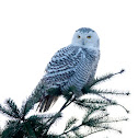 Snowy Owl