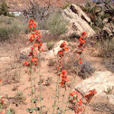 Orange globe mallow