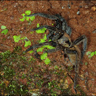 Unknown Spider (Tarantula?)