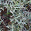 Cladonia furcata