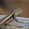 Rose-bellied Spiny Lizard