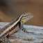 Rose-bellied Spiny Lizard