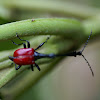 Giraffe necked weevil