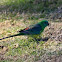 Red-rumped Parrot