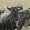 Blue Wildebeest (Serengeti)