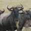 Blue Wildebeest (Serengeti)