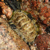 Haddon's Chiton