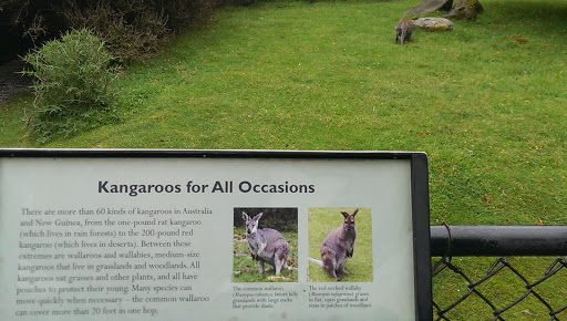 Kangaroos for all Occasions 