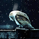 Hedwig Live Wallpaper