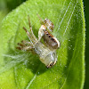 Jumping Spider