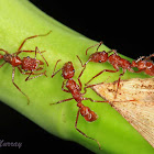 ectatommine ant