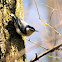 White-breasted Nuthatch