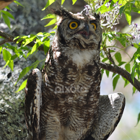 Having a bad day by Adrian Boom - Animals Birds