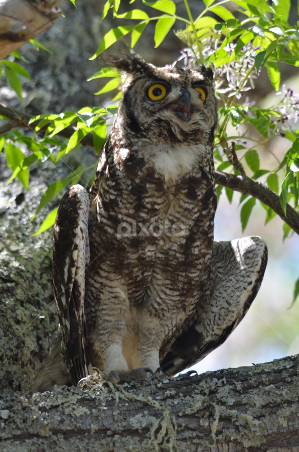 Having a bad day by Adrian Boom - Animals Birds