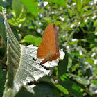 Riodinid butterfly