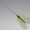 Green Lacewing (Aus)