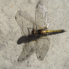 Four Spotted Dragonfly