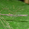 Thread-legged Bug