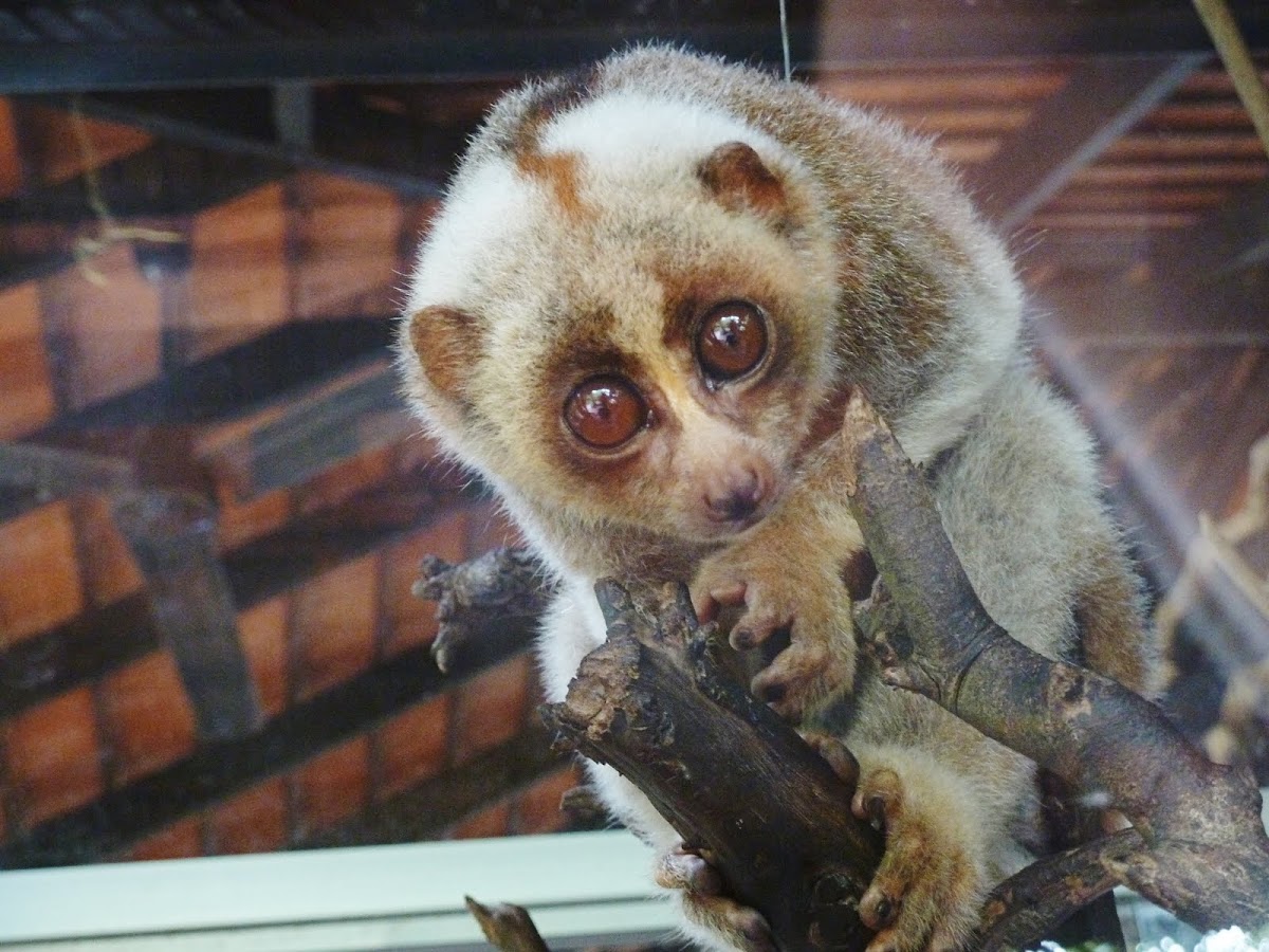 Bengal Slow Loris Project Noah