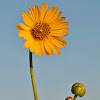 Prairie-Dock