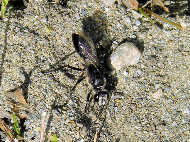 black digger wasp