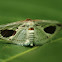 Thyridid moth