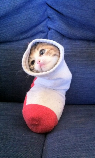 Purrito Live Wallpaper