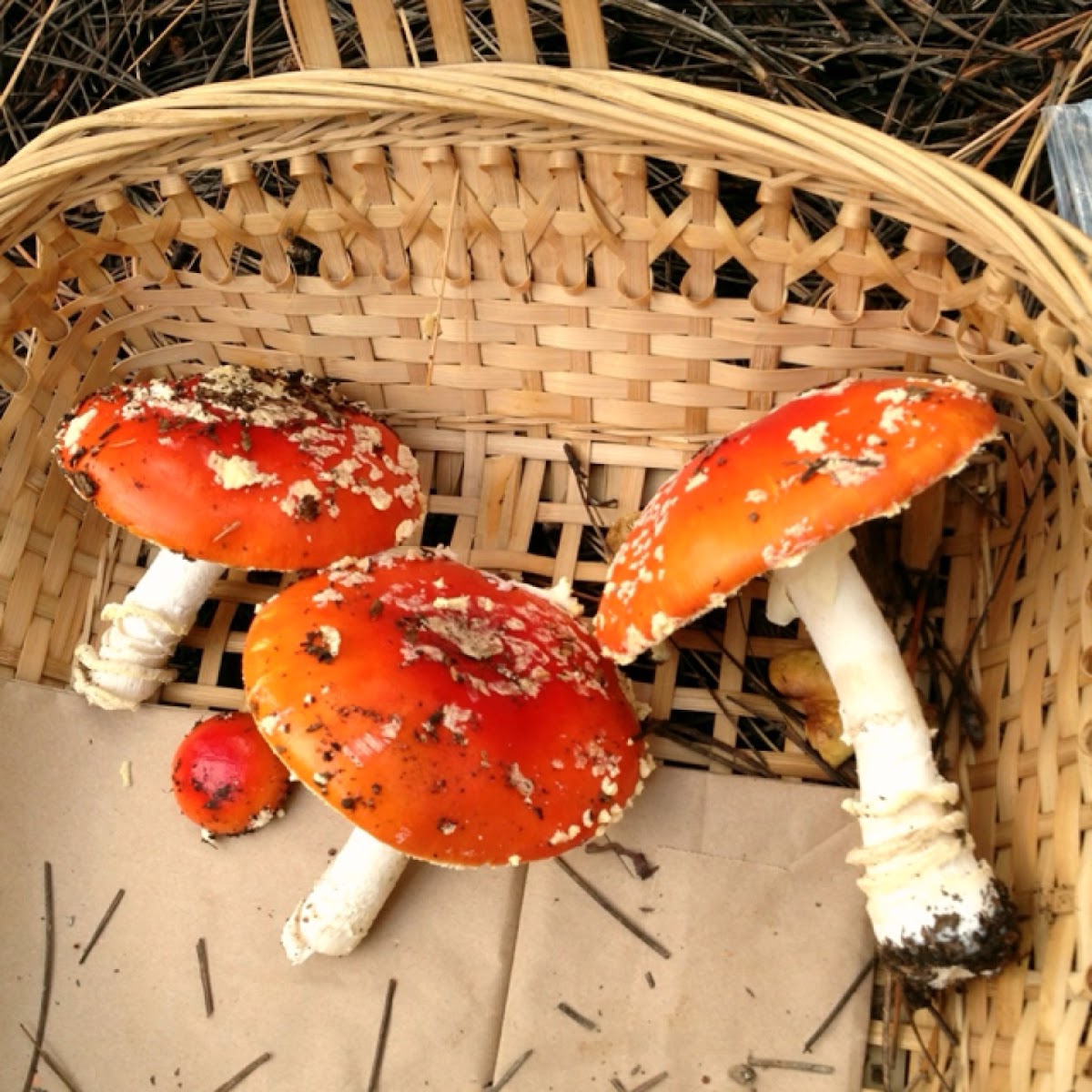 Fly agaric