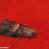 Cordovan Pyralid Moth