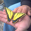 Two-tailed swallowtail