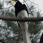 Oriental Pied Hornbill