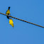 Olive-backed Sunbird ♂♀